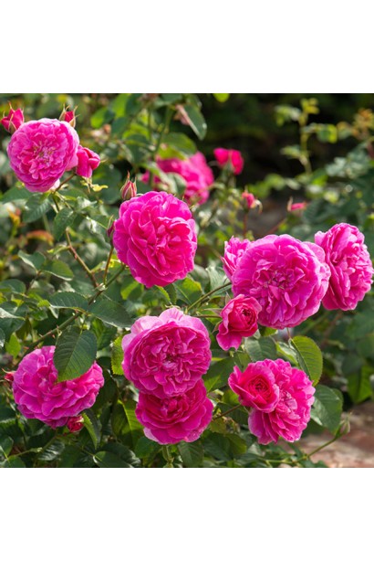 Rosa climber ‘Sweet Kiss’